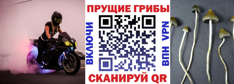 Купить закладки  Байкальск  Псилоцибиновые грибы Psilocybe 